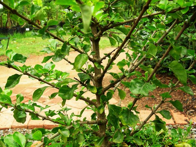 Coddia rudis branching pattern